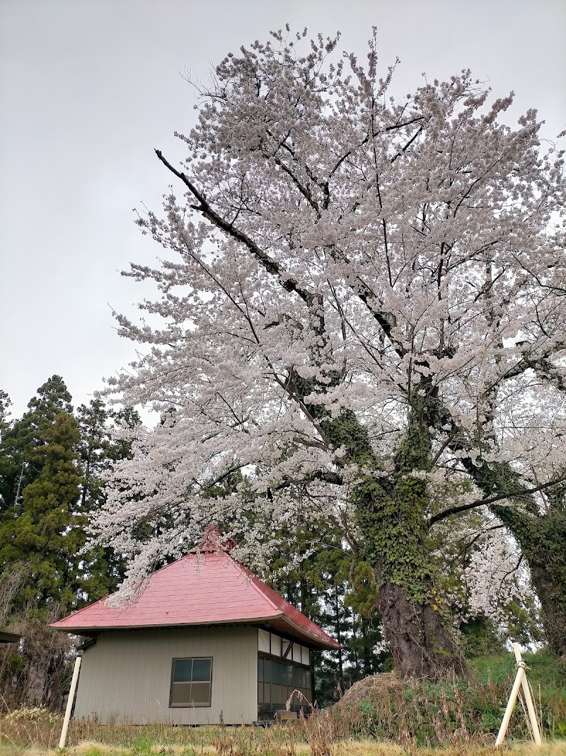 慈眼寺の桜