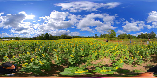 Tourist Attraction «Sussex County Sunflower Maze», reviews and photos, 101 Co Rd 645, Sandyston, NJ 07826, USA