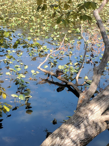 Park «Government Island», reviews and photos, 191 Coal Landing Road, Stafford, VA 22554, USA