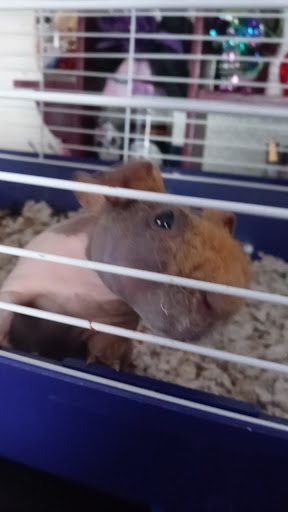 Pet Supply Store «Pet Supermarket, Inc.», reviews and photos, 3911 Lemmon Ave, Dallas, TX 75219, USA