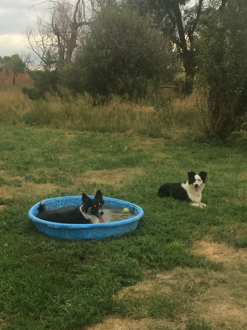 Crystals Border Collies & Pet Services LLC