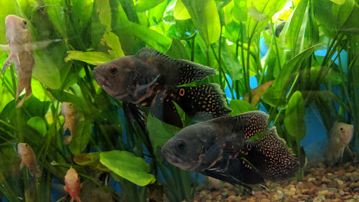 Pet Supply Store «Pet Supermarket», reviews and photos, 6701 E Independence Blvd, Charlotte, NC 28212, USA