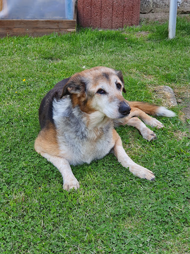 Tierärztliches Gesundheitszentrum Peckelsheim (ehemals Dr.Schültken und Dr. Busch) unter Willebadessen, Nordrhein-Westfalen