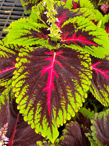 Florist «Kinsch Village Florist & Garden Center», reviews and photos, 301 Johnson St, Palatine, IL 60067, USA