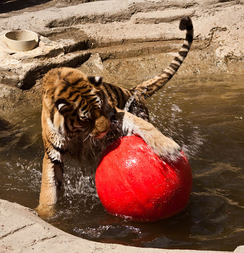 Zoo «Binghamton Zoo at Ross Park», reviews and photos, 60 Morgan Rd, Binghamton, NY 13903, USA