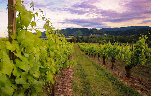 Vineyard «Tualatin Estate Vineyard», reviews and photos, 10850 NW Seavey Rd, Forest Grove, OR 97116, USA