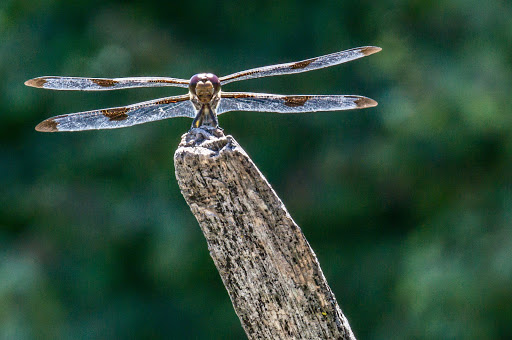 History Museum «Living History Farms», reviews and photos, 11121 Hickman Rd, Urbandale, IA 50322, USA