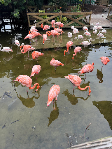 Amusement Park «Gatorland», reviews and photos, 14501 S Orange Blossom Trail, Orlando, FL 32837, USA