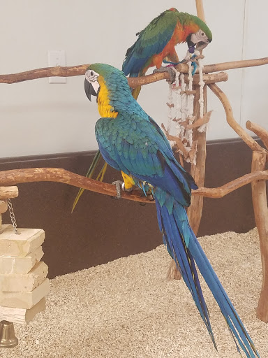 Bird Shop «Wholesale Bird & Cage LLC», reviews and photos, 1805 Ford Ln, St Charles, MO 63303, USA