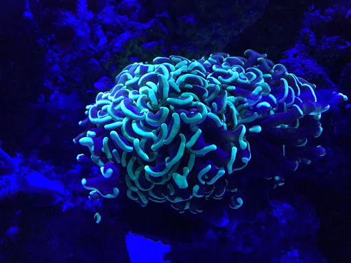 Tropical Fish Store «Scranton Aquarium», reviews and photos, 1819 Sanderson Ave, Scranton, PA 18509, USA