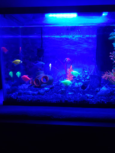 Pet Store «Pet Town», reviews and photos, 7804 Florence Ave, Downey, CA 90240, USA