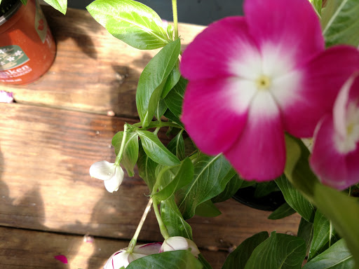 Garden Center «H J Benken Florist & Garden», reviews and photos, 6000 Plainfield Rd, Cincinnati, OH 45213, USA