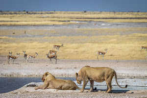Etosha National Park image