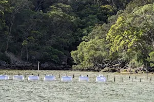 Sydney Oyster Farm Tours image