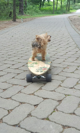 Park «Pascack Brook County Park», reviews and photos, 150 Emerson Rd, Westwood, NJ 07675, USA