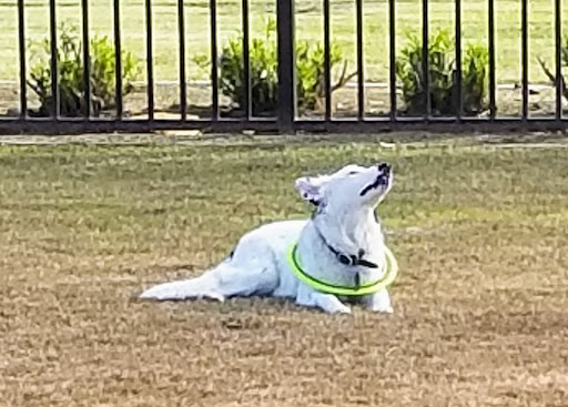 Pet Supply Store «PetSmart», reviews and photos, 7290 W Bell Rd, Glendale, AZ 85308, USA