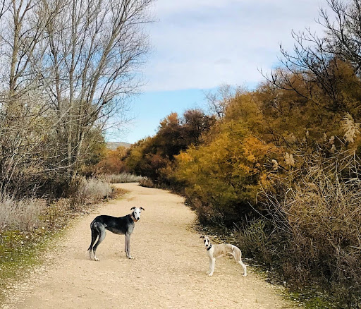 SORIA CANINE RESIDENCE 