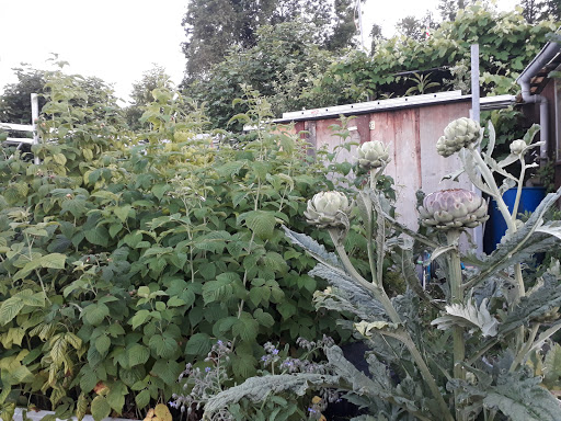 Genossenschaft ortoloco Die regionale Gartenkooperative