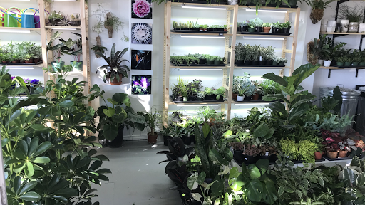 The Plant Store