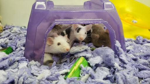 Pet Supply Store «Petco Animal Supplies», reviews and photos, 801 W Lake Ave, Peoria, IL 61614, USA