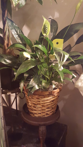 Florist «Thrifty Florist Ann Arbor», reviews and photos, 3021 Carpenter Rd, Ypsilanti, MI 48197, USA