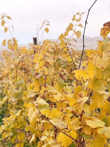 Winery «Treveri Cellars», reviews and photos, 71 Gangl Rd, Wapato, WA 98951, USA