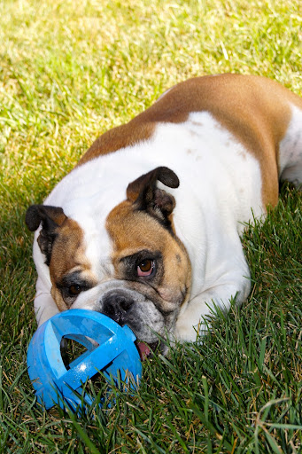 Pet Boarding Service «About Pets Center», reviews and photos, 1604 Conehurst Blvd, Salem, VA 24153, USA