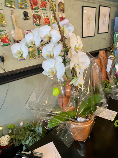 Florist «Halsted Flowers, LLC», reviews and photos, 2725 N Halsted St, Chicago, IL 60614, USA