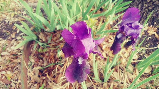 Park «Neighborhood Park - Frank Beverly Park», reviews and photos, 7112 Quarry Chase Trail, Plano, TX 75025, USA