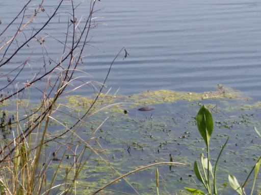 Insurance Agency «GEICO Corporate Office», reviews and photos