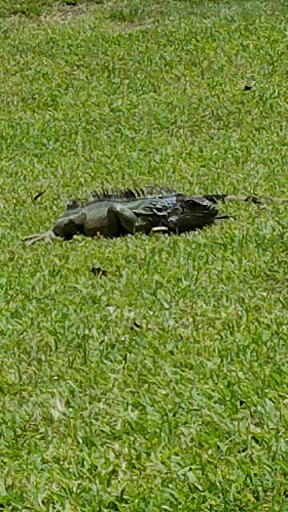 Golf Club «Miami Springs Golf & Country Club», reviews and photos, 650 Curtiss Pkwy, Miami Springs, FL 33166, USA