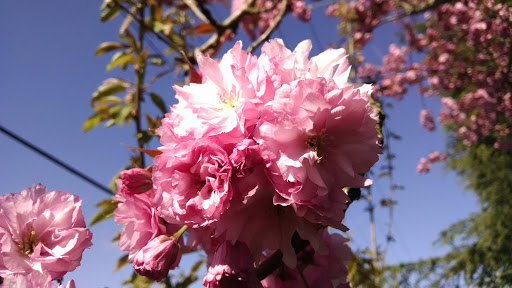 Park «Gamebird Park», reviews and photos, 1500 Mallard Ave, Springfield, OR 97477, USA