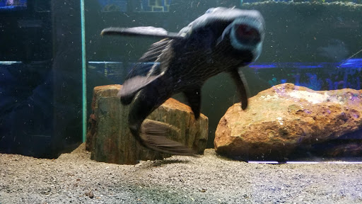 Pet Store «Fin-N-Feather», reviews and photos, 2931 F St, Eureka, CA 95501, USA