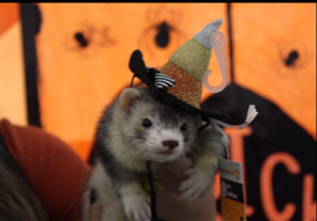 Pet Supply Store «Pet Supplies Plus», reviews and photos, 7041 Barker Cypress Rd, Cypress, TX 77433, USA