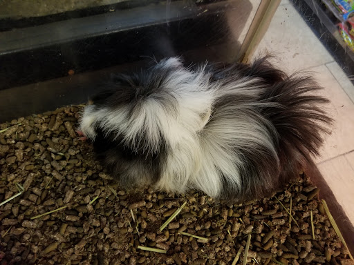 Pet Store «Discount Pets & Supplies», reviews and photos, 211 Hancock Bridge Pkwy, Cape Coral, FL 33990, USA