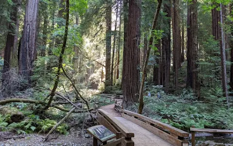 Muir Woods National Monument image