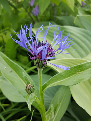 Park «Bialek Park», reviews and photos, 17 Linebrook Rd, Ipswich, MA 01938, USA