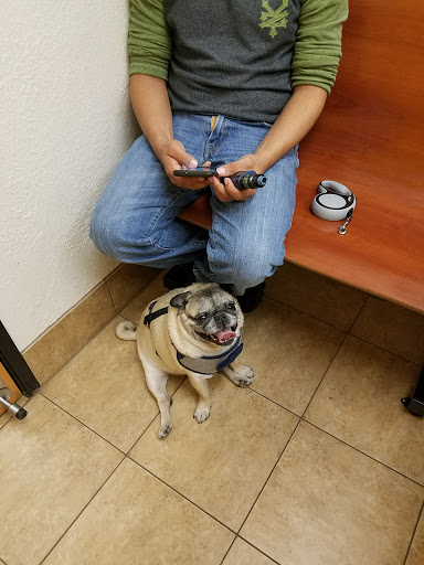 Pet Supply Store «PetSmart», reviews and photos, 4749 Valley View Blvd NW, Roanoke, VA 24012, USA