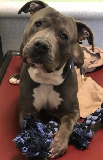 Animal Shelter «One of A Kind Pet Rescue», reviews and photos, 1929 W Market St, Akron, OH 44313, USA