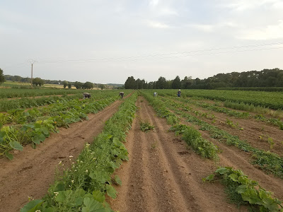 Les Vergers de La Choisille à Mettray