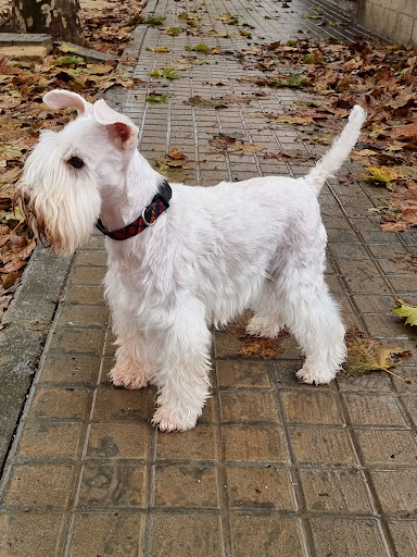 Clínica Veterinaria L'albufera - Silla en Silla