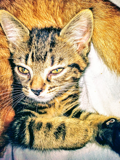 Pet Supply Store «Pet Supermarket», reviews and photos, 608 Montgomery Hwy, Vestavia Hills, AL 35216, USA