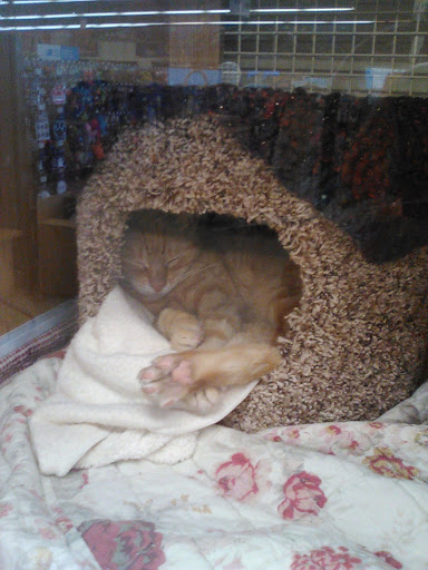 Pet Supply Store «Petco Animal Supplies», reviews and photos, 22 Peninsula Center, Rolling Hills Estates, CA 90274, USA