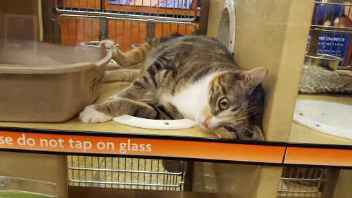 Pet Supply Store «PetSmart», reviews and photos, 3050 Middle Country Rd, Nesconset, NY 11767, USA