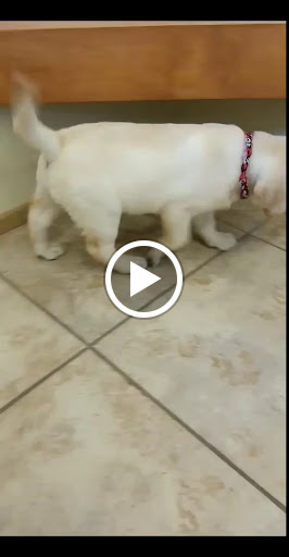 Pet Store «Happiness Is Pets», reviews and photos, 2936 Showplace Dr, Naperville, IL 60564, USA