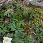 Photo n°4 de l'avis de Roswitha.e fait le 17/03/2024 à 16:58 sur le  Sternhaus Harz à Quedlinburg