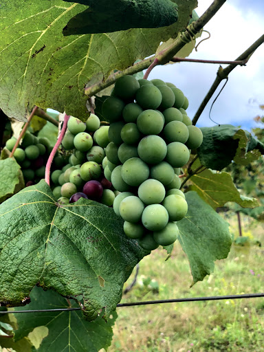 Winery «pailshop vineyards», reviews and photos, 126 Goose St, Fly Creek, NY 13337, USA