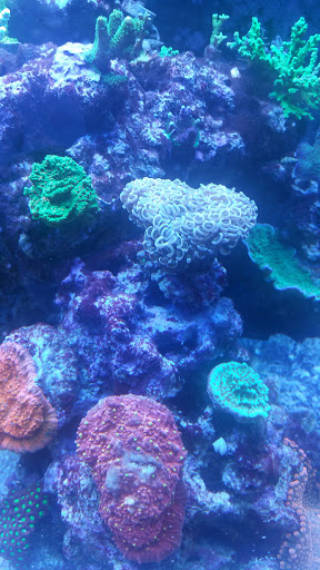 Aquarium Shop «Exotic Aquariums», reviews and photos, 7399 Bird Rd, Miami, FL 33155, USA