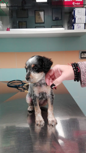 Pensioni per cani e dog hotel a Sos Veterinaria