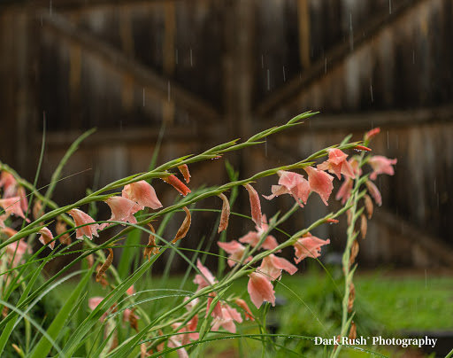 Vineyard «Three Sisters Vineyards & Winery», reviews and photos, 439 Vineyard Way, Dahlonega, GA 30533, USA